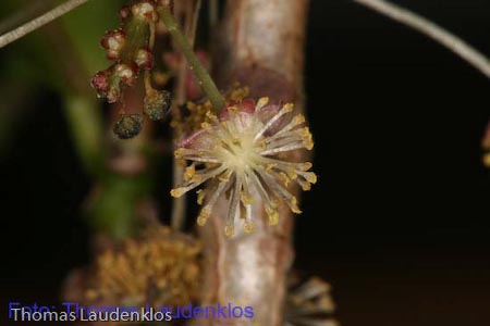 Makro_Thomas_Laudenklos