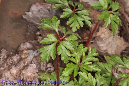 Makro_Thomas_Laudenklos_13_