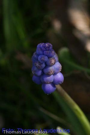 Makro_Thomas_Laudenklos_2_