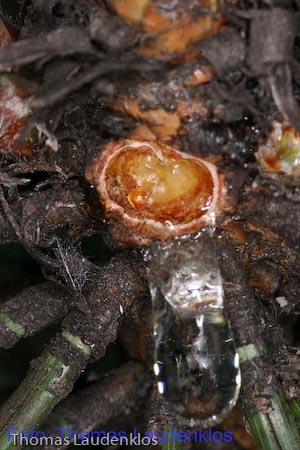 Makro_Thomas_Laudenklos_4_