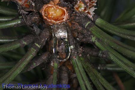 Makro_Thomas_Laudenklos_5_