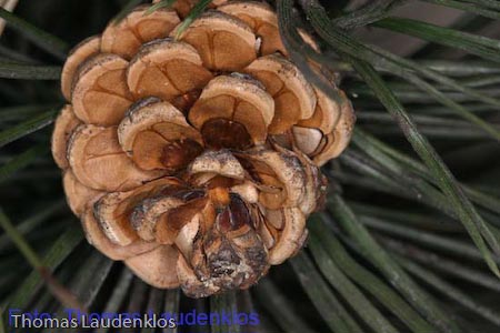 Makro_Thomas_Laudenklos_6_