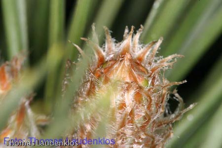 Makro_Thomas_Laudenklos_7_