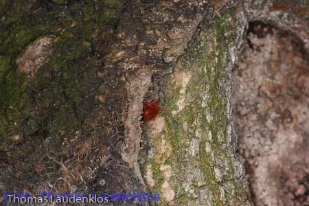 Makro_Thomas_Laudenklos_8_