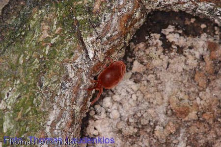 Makro_Thomas_Laudenklos_9_