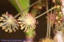 Makro_Thomas_Laudenklos_1_