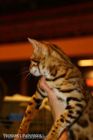 NEOCAT_Nijmegen_Thomas_L