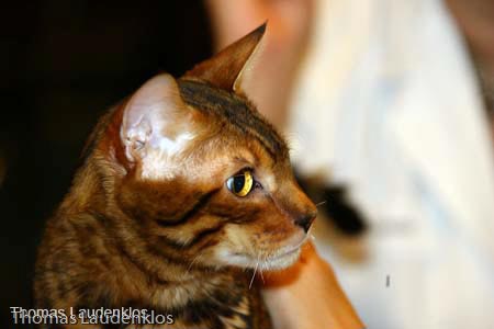 NEOCAT_Nijmegen_Thomas_L_17_