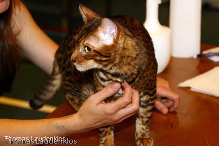 NEOCAT_Nijmegen_Thomas_L_18_