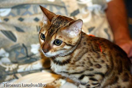 NEOCAT_Nijmegen_Thomas_L_20_