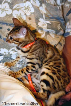 NEOCAT_Nijmegen_Thomas_L_21_