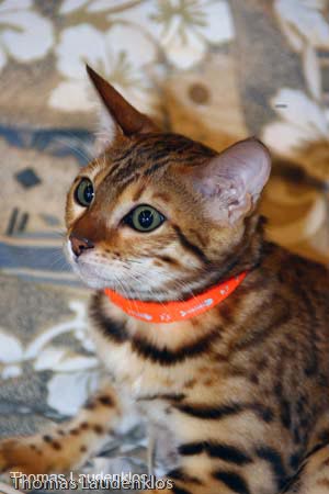 NEOCAT_Nijmegen_Thomas_L_22_