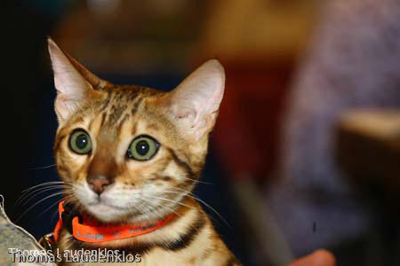 NEOCAT_Nijmegen_Thomas_L_23_