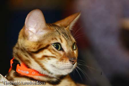 NEOCAT_Nijmegen_Thomas_L_24_