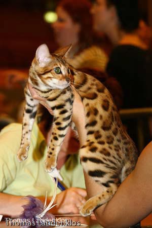 NEOCAT_Nijmegen_Thomas_L_26_