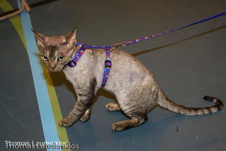 NEOCAT_Nijmegen_Thomas_L_27_