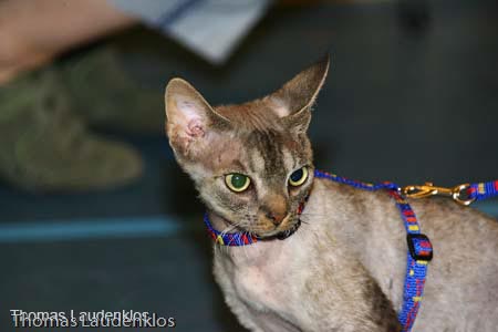 NEOCAT_Nijmegen_Thomas_L_28_