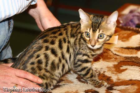 NEOCAT_Nijmegen_Thomas_L_29_