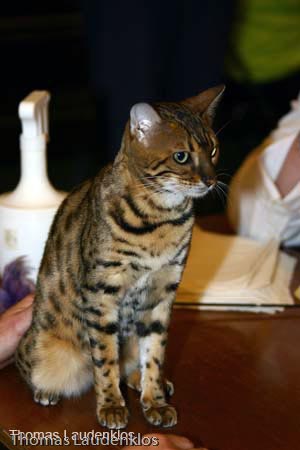 NEOCAT_Nijmegen_Thomas_L_2_
