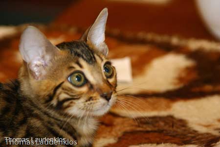 NEOCAT_Nijmegen_Thomas_L_30_