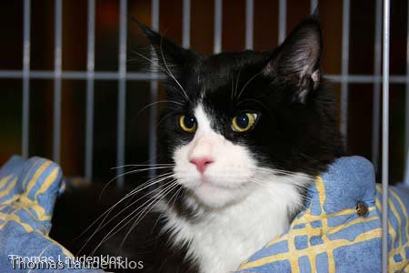 NEOCAT_Nijmegen_Thomas_L_31_