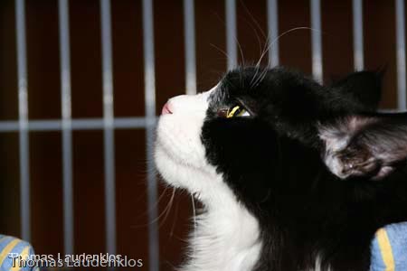 NEOCAT_Nijmegen_Thomas_L_32_