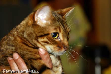 NEOCAT_Nijmegen_Thomas_L_4_