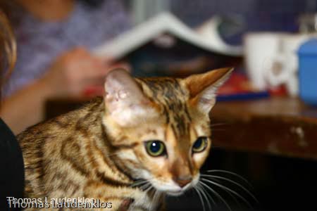 NEOCAT_Nijmegen_Thomas_L_5_