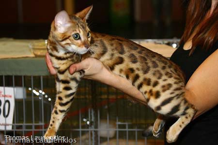 NEOCAT_Nijmegen_Thomas_L_8_