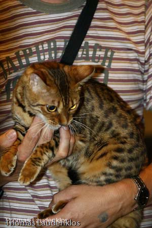 NEOCAT_Nijmegen_Thomas_L_9_