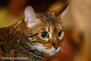 NEOCAT_Nijmegen_Thomas_L_13_