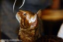 NEOCAT_Nijmegen_Thomas_L_16_