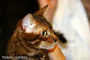 NEOCAT_Nijmegen_Thomas_L_17_