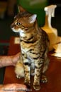 NEOCAT_Nijmegen_Thomas_L_1_