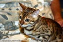 NEOCAT_Nijmegen_Thomas_L_20_