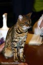 NEOCAT_Nijmegen_Thomas_L_2_