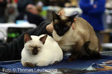 NEOCAT_Utrecht_Thomas_L