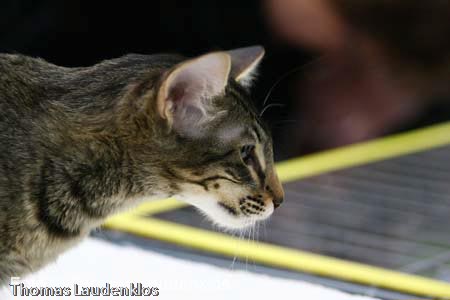 NEOCAT_Utrecht_Thomas_L_10_