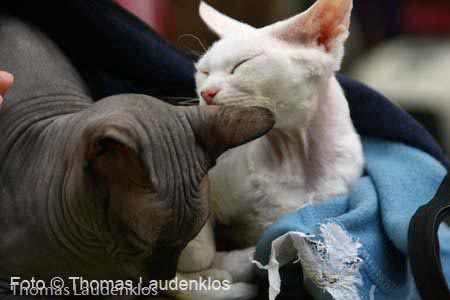 NEOCAT_Utrecht_Thomas_L_19_