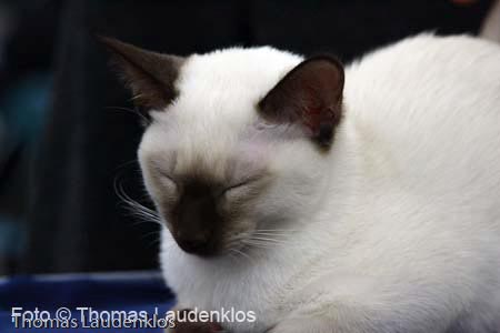 NEOCAT_Utrecht_Thomas_L_1_