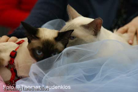 NEOCAT_Utrecht_Thomas_L_21_