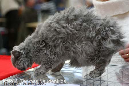 NEOCAT_Utrecht_Thomas_L_26_