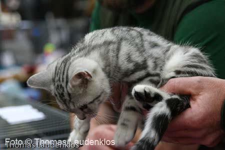 NEOCAT_Utrecht_Thomas_L_27_