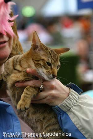 NEOCAT_Utrecht_Thomas_L_29_