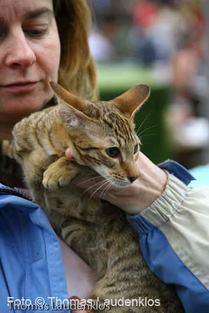 NEOCAT_Utrecht_Thomas_L_30_