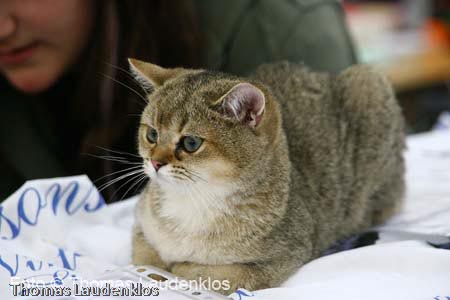 NEOCAT_Utrecht_Thomas_L_3_