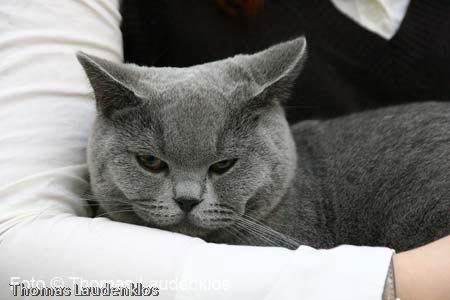 NEOCAT_Utrecht_Thomas_L_5_