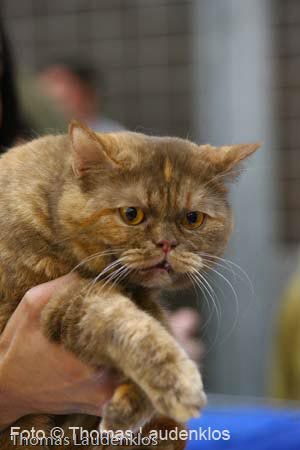 NEOCAT_Utrecht_Thomas_L_6_