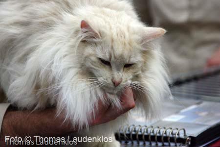 NEOCAT_Utrecht_Thomas_L_8_