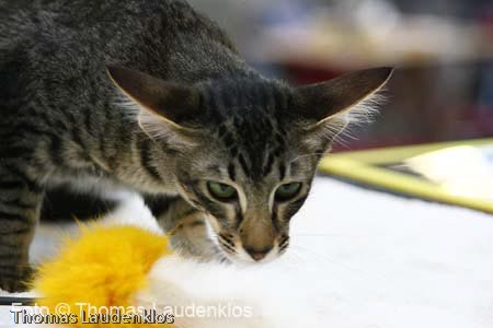 NEOCAT_Utrecht_Thomas_L_9_